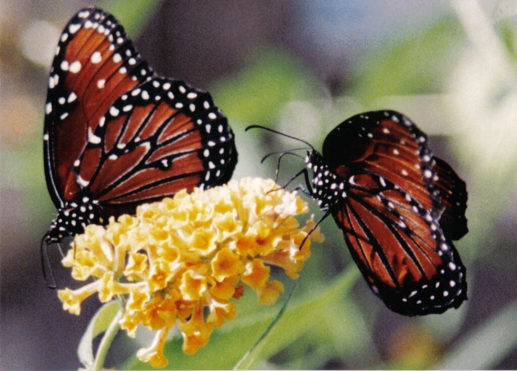 monarch butterfly