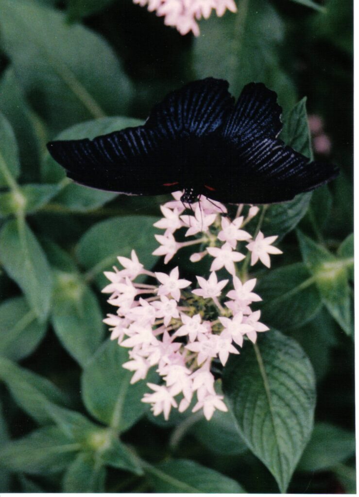 black butterfly on pale pink flowers