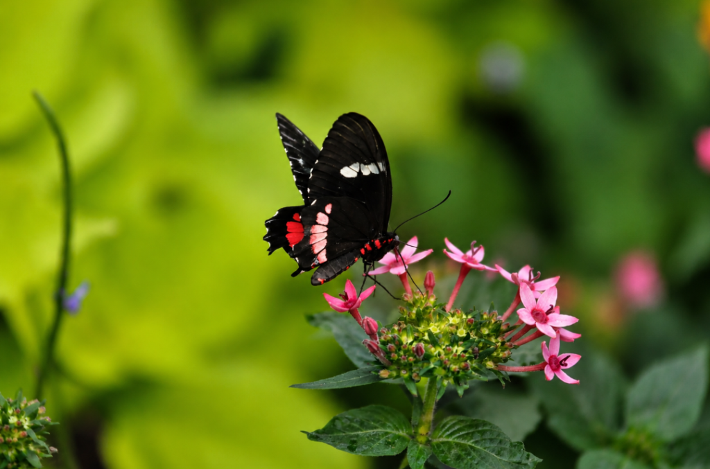 Black butterfly with red, pink and white wing markings feeding on pink flowers in a green garden