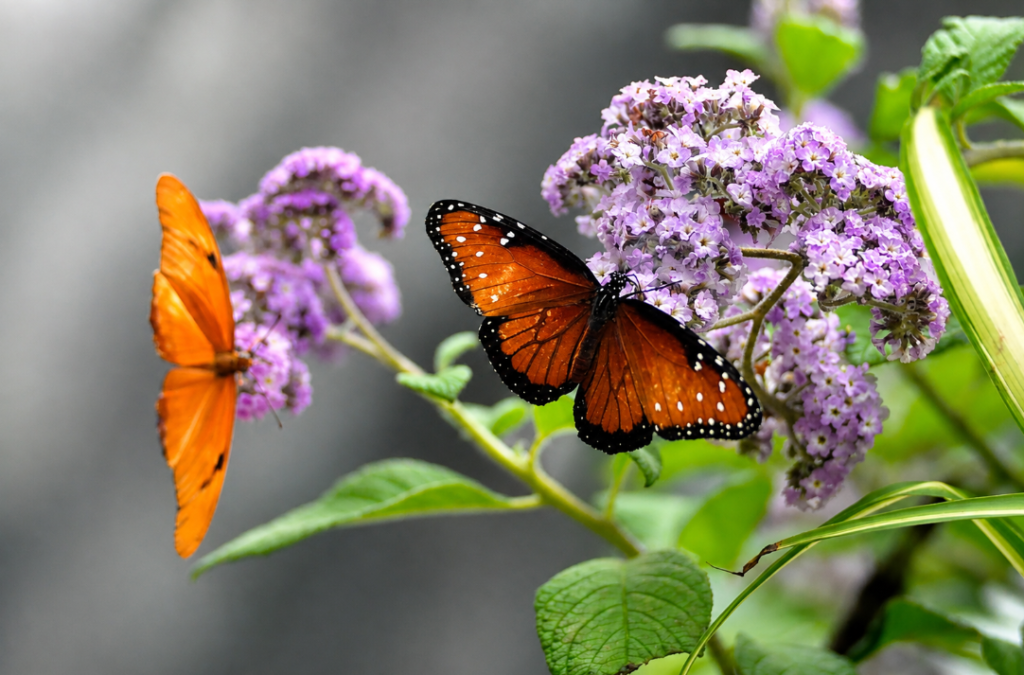 Two orange butterflies near clusters of purple flowers, with one butterfly sharply focused and its wings open