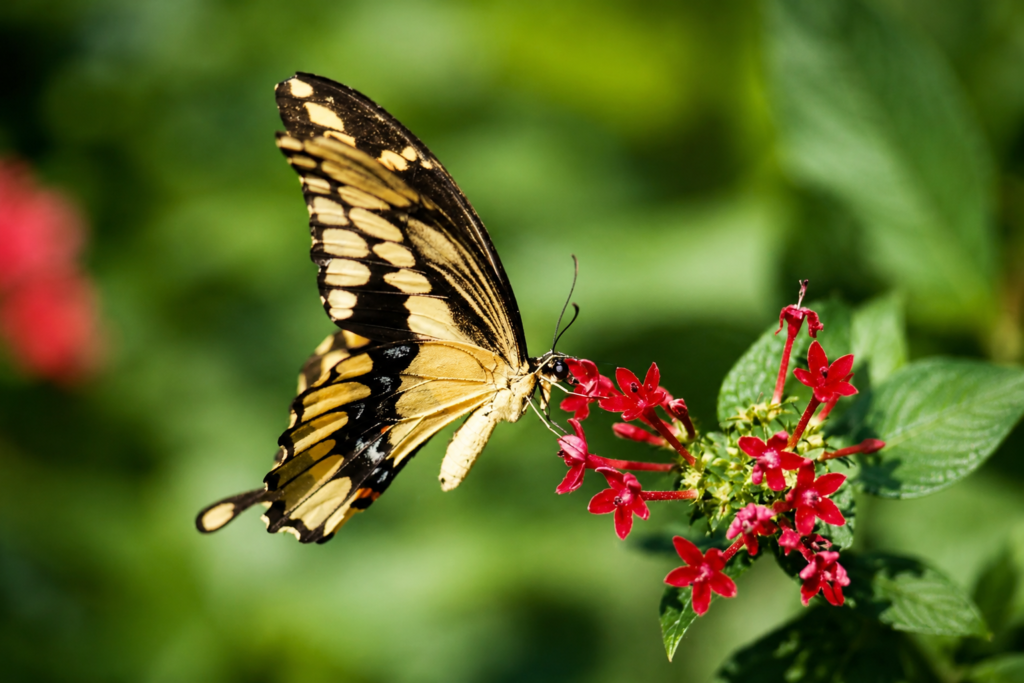 Yellow-and-black swallowtail butterfly feeding on red flowers against a blurred green garden background