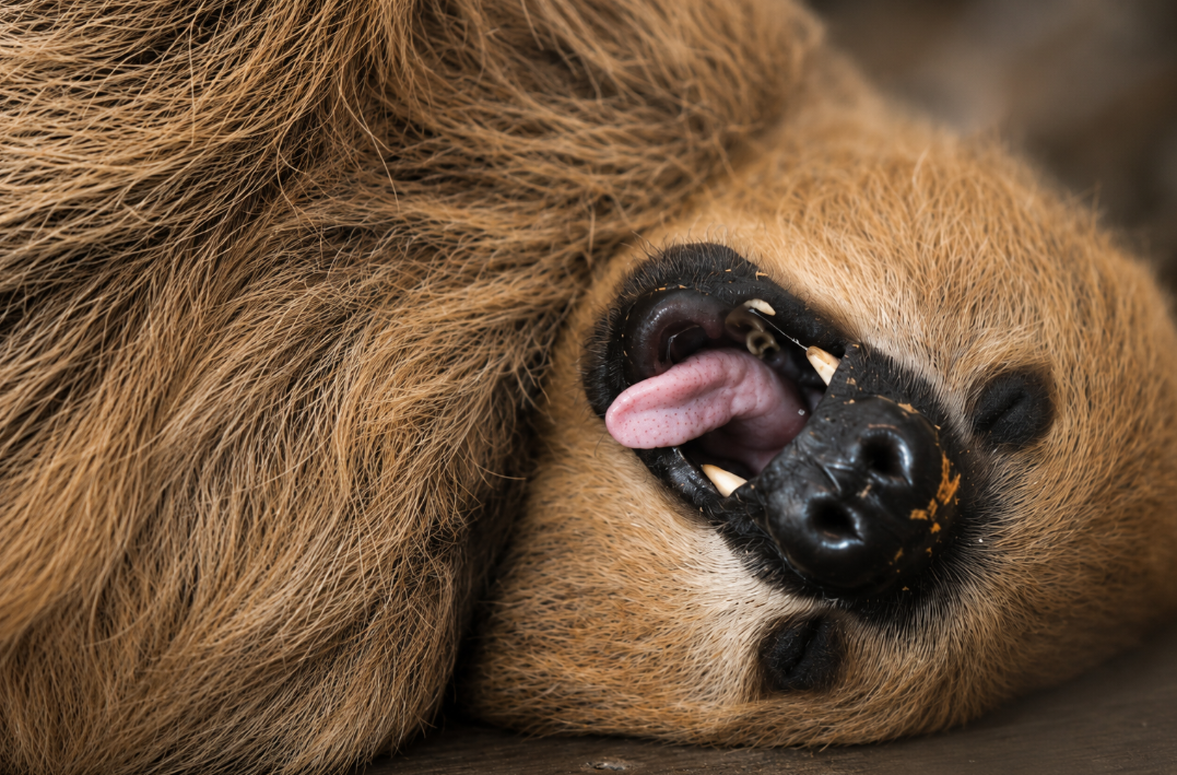 Sloth photographed at Tanganyika Wildlife Park near Wichita Kansas