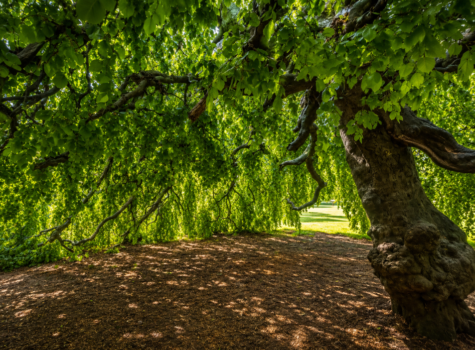 Weeping Tree at Hyde Park london