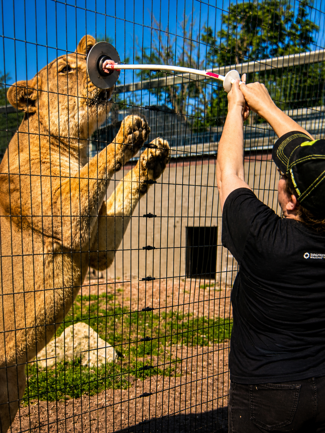 Lion during a feeding experience at Tanganyika Wildlife Park in Kansas