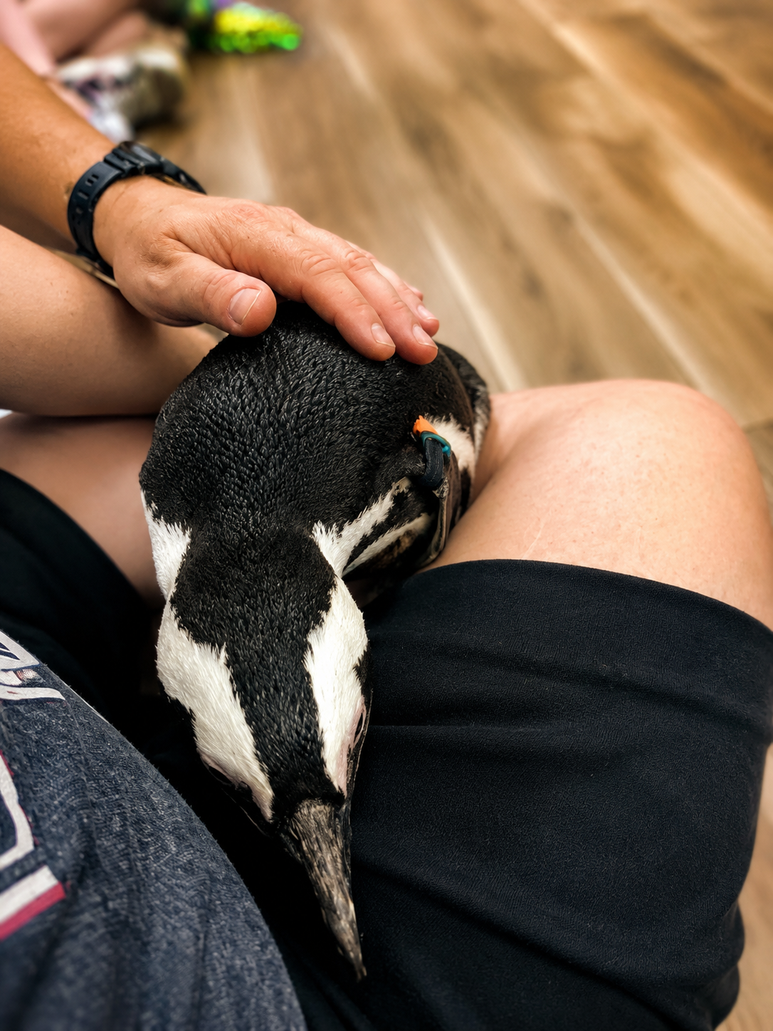 Penguin lap encounter at Tanganyika Wildlife Park in Goddard, Kansas