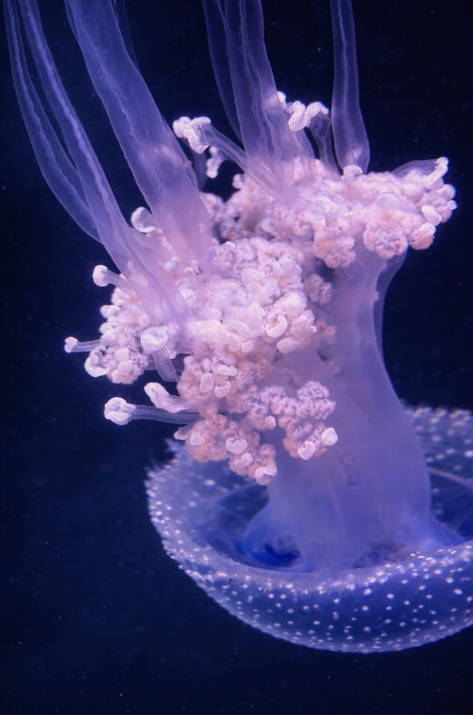 delicate jellyfish in aquarium

