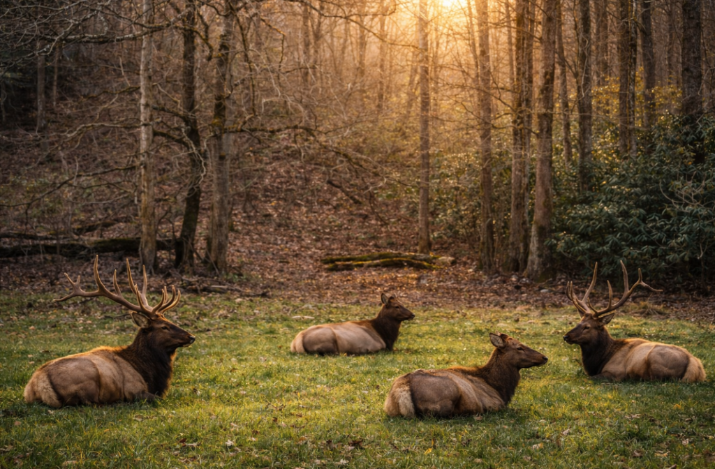 elk on side of road in great smokey mountain national park