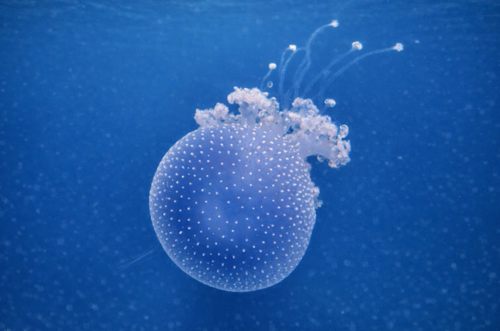 spotted jellyfish at aquarium
