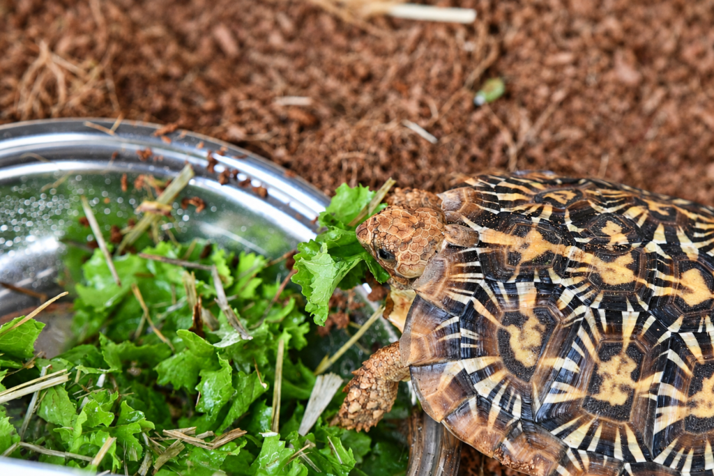 Star-patterned ambassador tortoise eating leafy greens at Georgia Safari Conservation Park in Madison, Georgia.