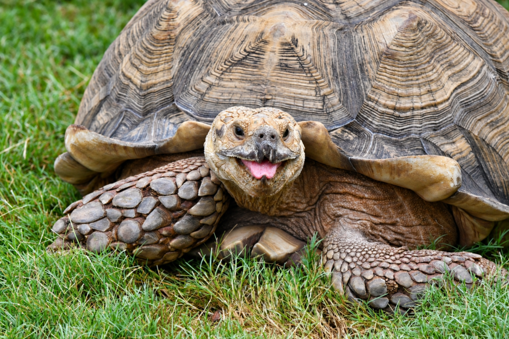 Close-up of an ambassador tortoise resting on the grass at Georgia Safari Conservation Park in Madison, Georgia.