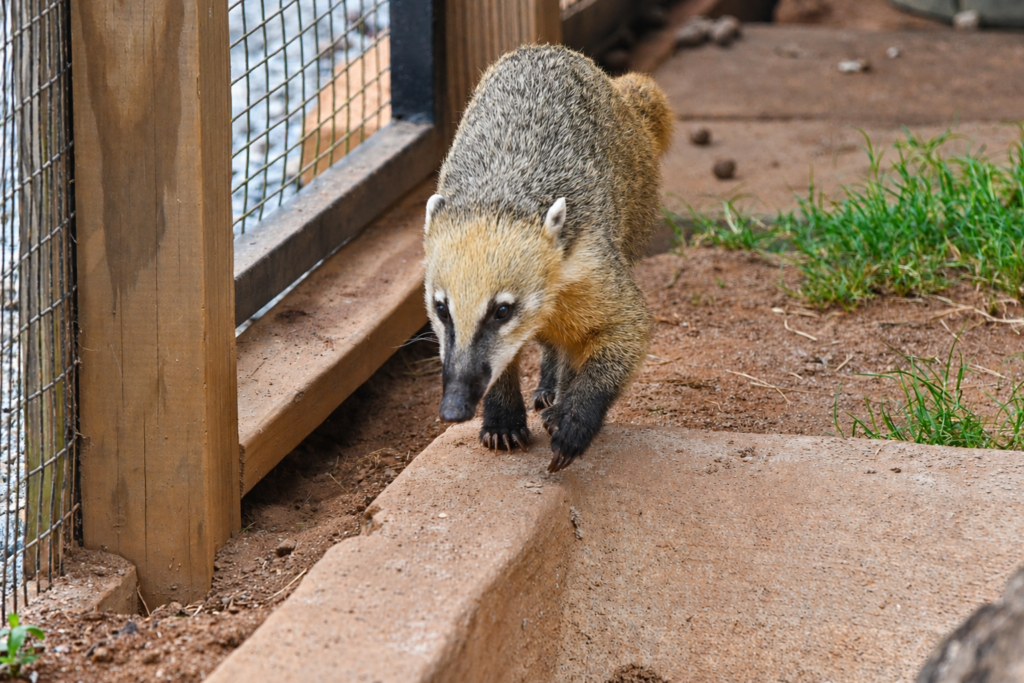 Coati walking through its ambassador animal habitat at Georgia Safari Conservation Park in Madison, Georgia.
