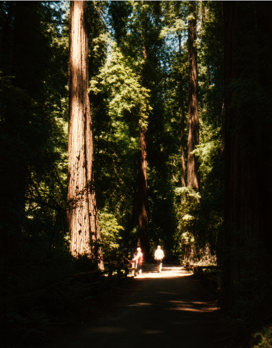 Towering redwood trees along a shaded trail at Muir Woods during a family vacation in 1983.