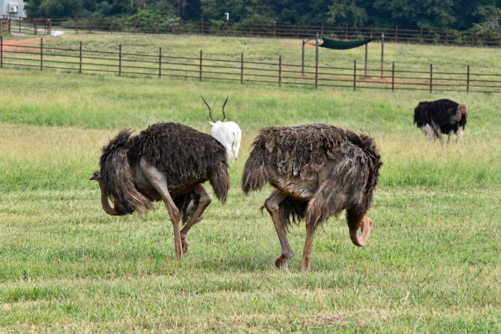 Ostriches and a white antelope sharing an open pasture at Georgia Safari Conservation Park in Madison, Georgia.