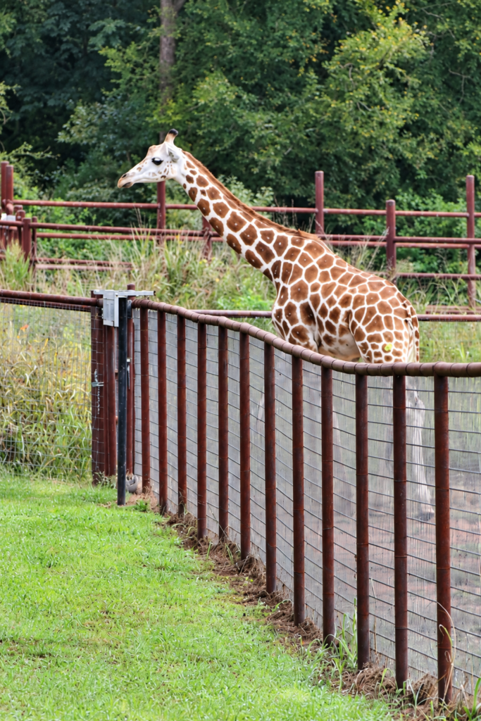Phoenix the giraffe standing in his habitat at Georgia Safari Conservation Park in Madison, Georgia.
