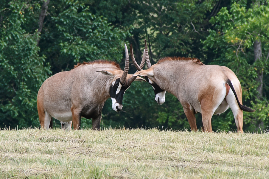 Two antelope sparring in an open pasture at Georgia Safari Conservation Park in Madison, Georgia.