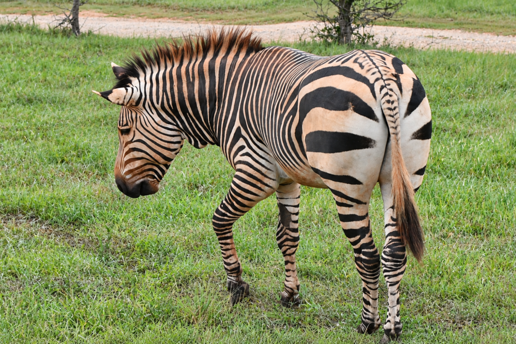 Zebra standing in an open grassy habitat at Georgia Safari Conservation Park in Madison, Georgia.