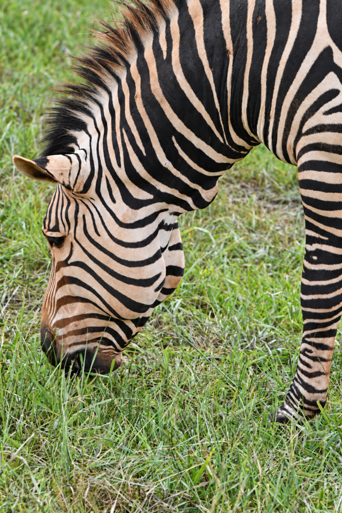 Close-up of a zebra grazing at Georgia Safari Conservation Park in Madison, Georgia