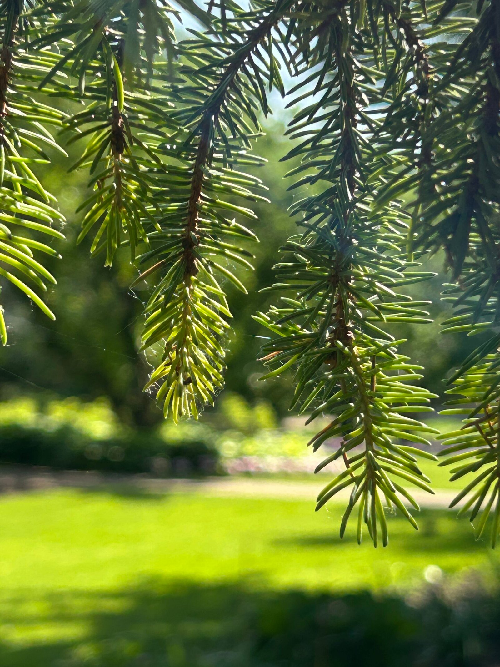 Sunlight filtering through evergreen branches at Lilacia Park in Lombard Illinois