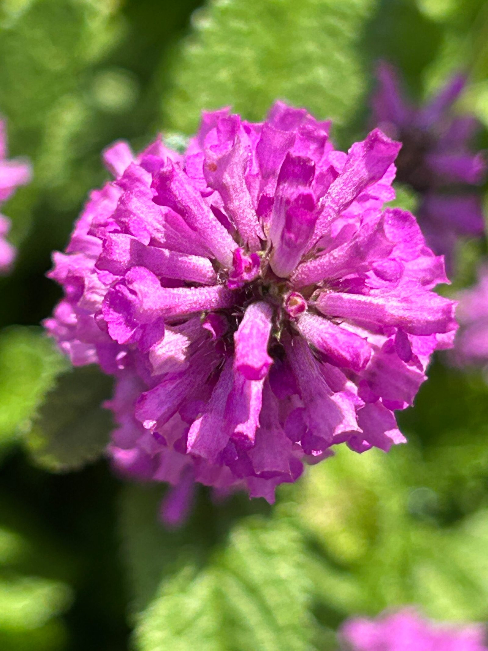 Close-up of a purple flower at Lilacia Park in Lombard Illinois