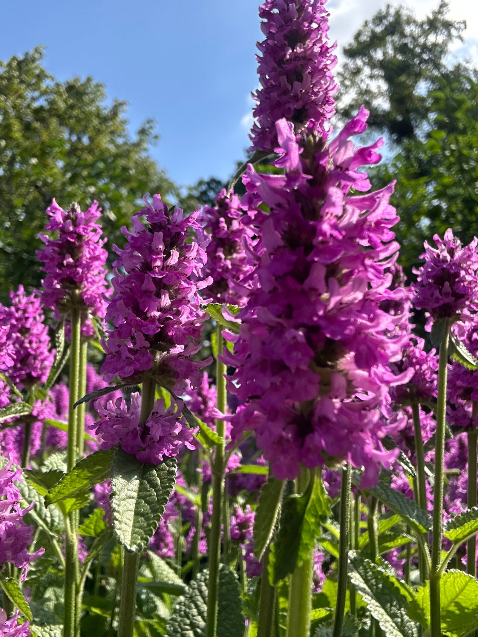 Tall purple flowers blooming at Lilacia Park in Lombard Illinois